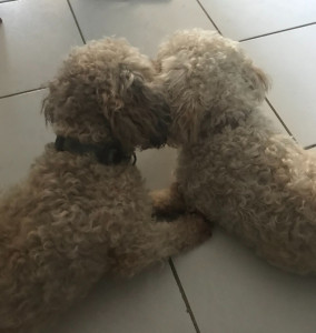 Photo de galerie - C’est que de l’amouuur :)