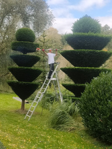 Photo de galerie - Taille de thuya en taupieres 