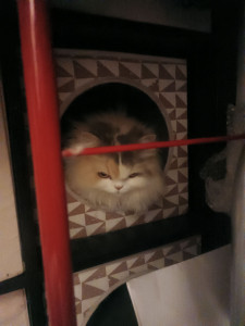 Photo de galerie - Sushi
mai 2026