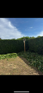 Photo de galerie - Taille Laurier