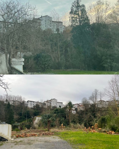 Photo de galerie - Elagage et coupe d'arbres