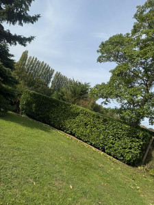 Photo de galerie - Taille de haies