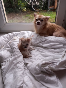 Photo de galerie - Je l'ai gardé à mon domicile pendant 15 jours 