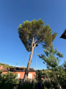 Photo de galerie - Elagage et coupe d'arbres