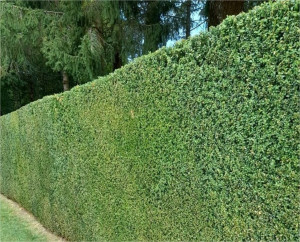 Photo de galerie - Taille de haies et d'arbustes