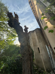 Photo de galerie - Elagage et coupe d'arbres