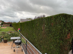 Photo de galerie - Taille d’une haie de 80m de long et de plus de 3m de haut 