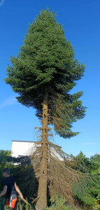 Photo de galerie - Un petit sapin de 8m ebrancher, puis chute en 3 morceaux 