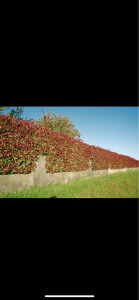 Photo de galerie - Taillage de haie complète 