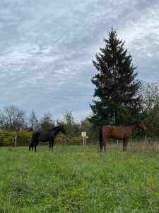 Photo de galerie - Pension chevaux