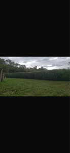 Photo de galerie - Taille de haie  