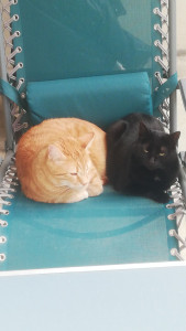 Photo de galerie - Mes 2 chats 