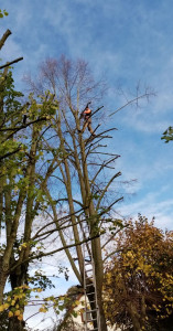 Photo de galerie - Elagage et coupe d'arbres