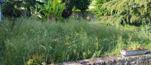 Photo de galerie - Tonte de pelouse - Débroussaillage