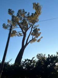 Photo de galerie - Elagage et coupe d'arbres