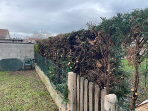 Photo de galerie - Rabattage d’un côté de la haie 