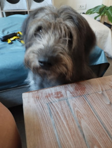 Photo de galerie - Garde chien
