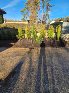 Photo de galerie - Plantation de cyprès