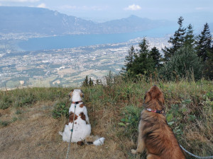 Photo de galerie - Rizzo et Simba 