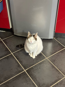 Photo de galerie - Garde chat