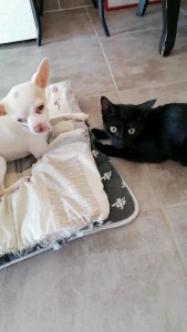 Photo de galerie - Perle est ma petite chienne et Ully en F. A. 