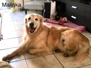 Photo de galerie - L’adorable Malinka