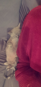Photo de galerie - Garde chat