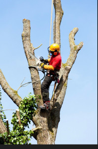 Photo de galerie - Elagage et coupe d'arbres