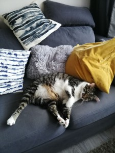 Photo de galerie - Garde chat