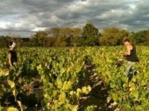 Photo de galerie - Taille de vigne + Récolte