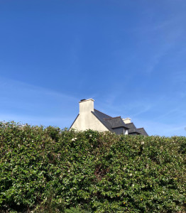 Photo de galerie - Taille de haies et d'arbustes