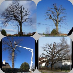 Photo de galerie - Elagage et coupe d'arbres