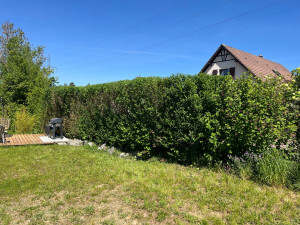 Photo de galerie -  taille d’une haie