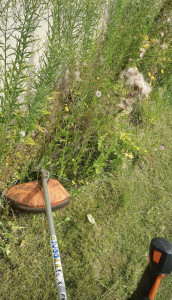 Photo de galerie - Débroussaillage