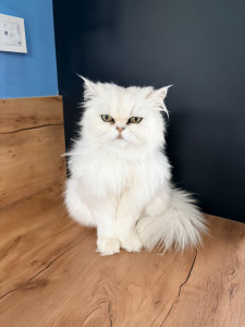 Photo de galerie - Guismo très calme, câlin ❤️