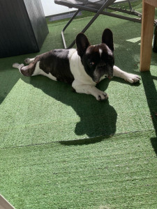 Photo de galerie - Garde de Bob adorable bouledogue français de 10ans qui aime profiter du balcon 