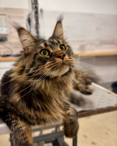 Photo de galerie - Toilettage Maine Coon. 
