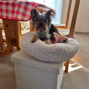 Photo de galerie - Je garderais volontiers vos chiens ou chats pendant votre absence. Moi même ayant un petit York et un hamster, je suis habituée a la présence d'animaux et m'engage a bien m'occuper d’eux.