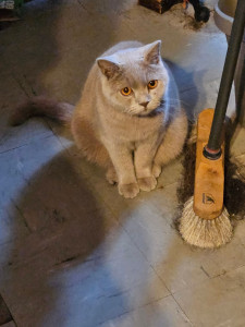 Photo de galerie - Garde chat