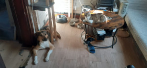 Photo de galerie - Pose de parquet - Revêtement de sol