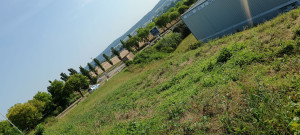 Photo de galerie - Tonte de pelouse - Débroussaillage