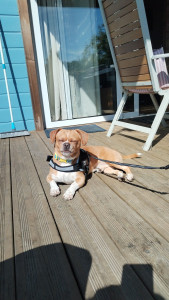 Photo de galerie - Garde de chien et promenades 