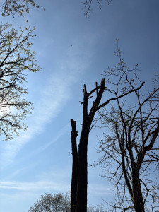 Photo de galerie - Élagage d’arbre