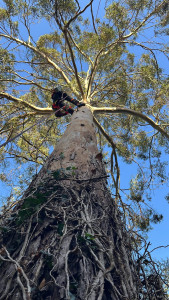 Photo de galerie - Abattage par démontage d’un eucalyptus 