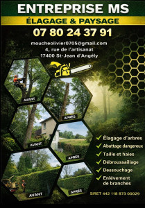 Photo de galerie - Elagage et coupe d'arbres