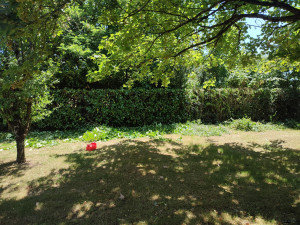 Photo de galerie - Taille de haie 