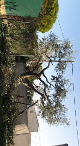 Photo de galerie - Taille de haies et d'arbustes