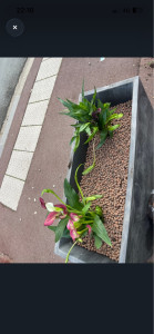 Photo de galerie - Plantation 