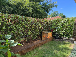 Photo de galerie - Taille de haies de laurier 