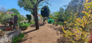Photo de galerie - Engazonnement + taille des arbustes et arbres 